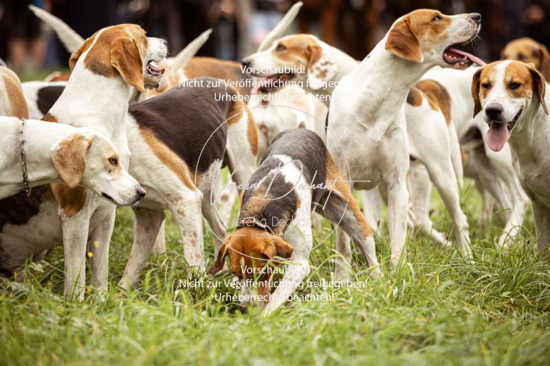 Schleppjagd_Herrenchiemsee-045 Schleppjagd_Herrenchiemsee-045