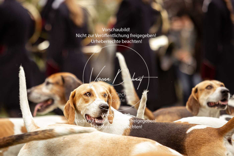 Schleppjagd_Herrenchiemsee-048 Schleppjagd_Herrenchiemsee-048