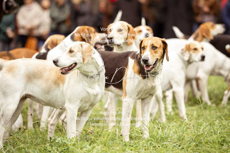 Schleppjagd_Herrenchiemsee-059 Schleppjagd_Herrenchiemsee-059
