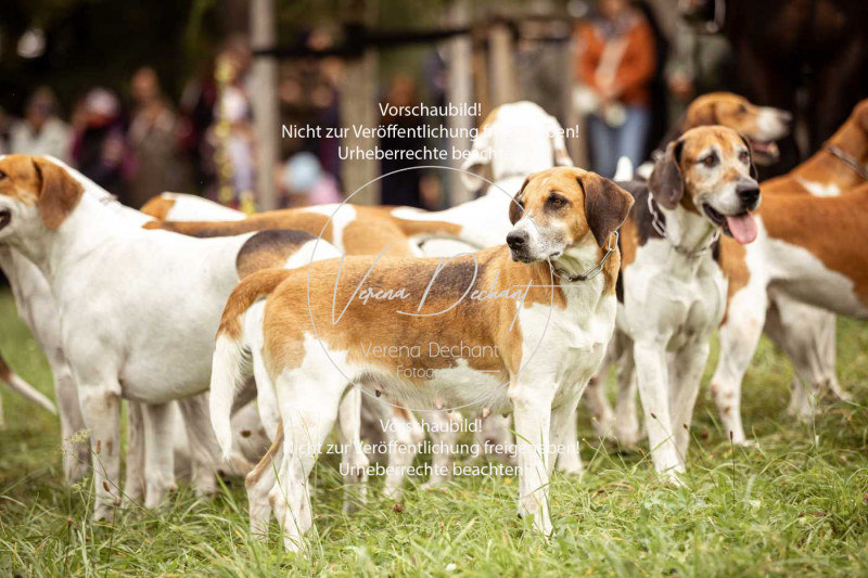 Schleppjagd_Herrenchiemsee-069 Schleppjagd_Herrenchiemsee-069