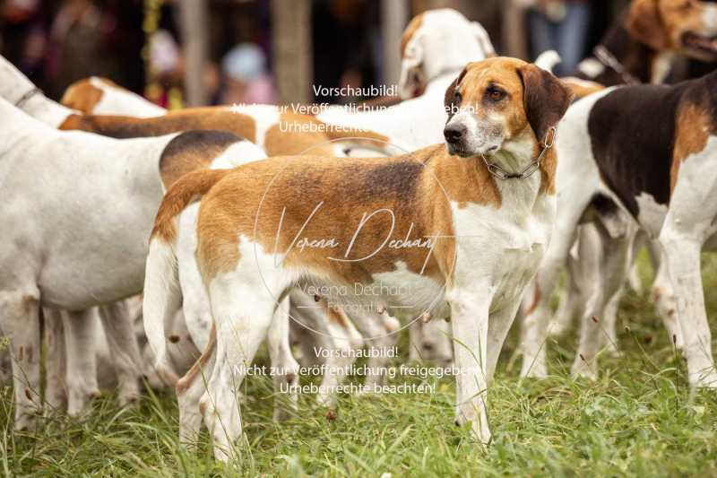 Schleppjagd_Herrenchiemsee-070 Schleppjagd_Herrenchiemsee-070