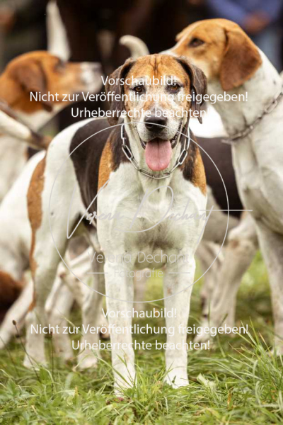 Schleppjagd_Herrenchiemsee-071 Schleppjagd_Herrenchiemsee-071