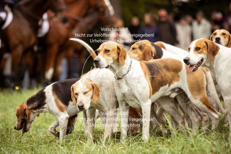 Schleppjagd_Herrenchiemsee-072 Schleppjagd_Herrenchiemsee-072