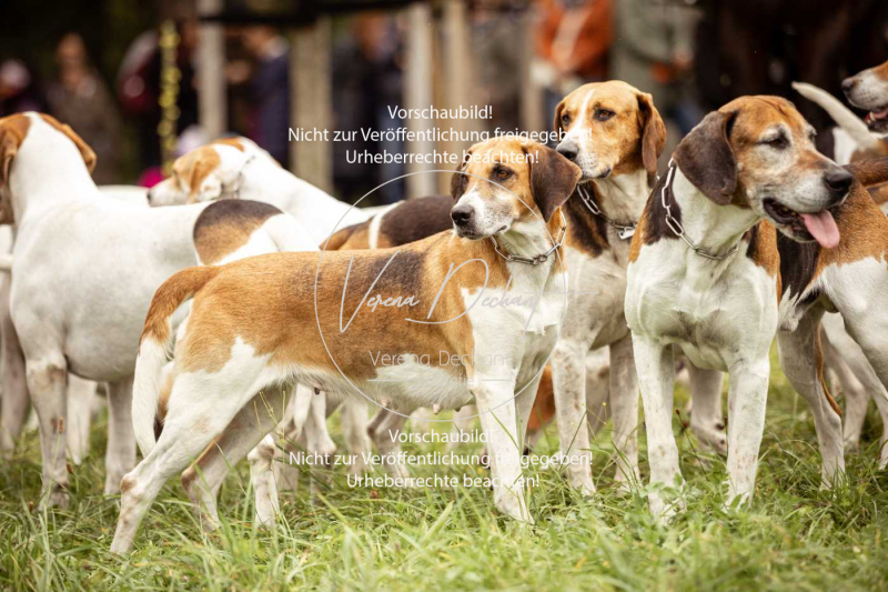 Schleppjagd_Herrenchiemsee-073 Schleppjagd_Herrenchiemsee-073