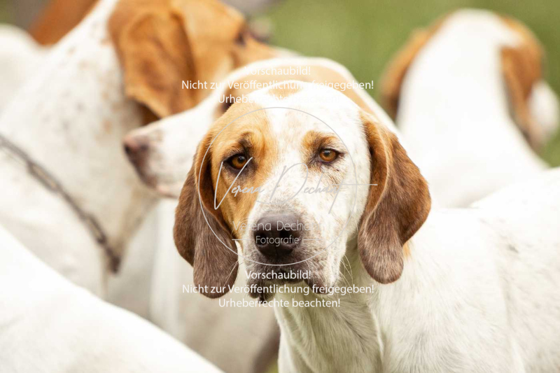 Schleppjagd_Herrenchiemsee-076 Schleppjagd_Herrenchiemsee-076