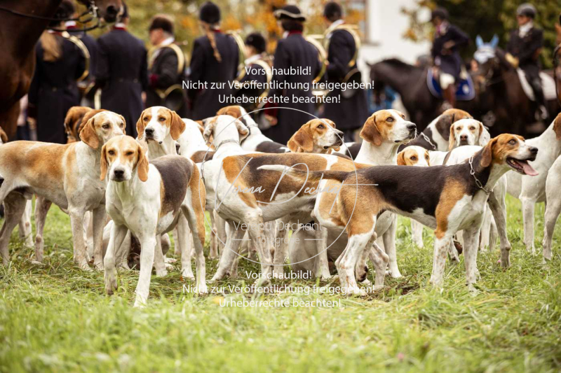 Schleppjagd_Herrenchiemsee-090 Schleppjagd_Herrenchiemsee-090