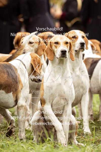 Schleppjagd_Herrenchiemsee-092 Schleppjagd_Herrenchiemsee-092