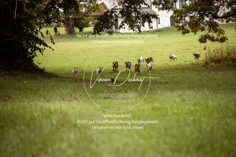 Schleppjagd_Herrenchiemsee-097 Schleppjagd_Herrenchiemsee-097