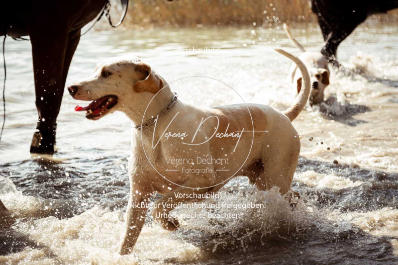 Schleppjagd_Herrenchiemsee-099 Schleppjagd_Herrenchiemsee-099