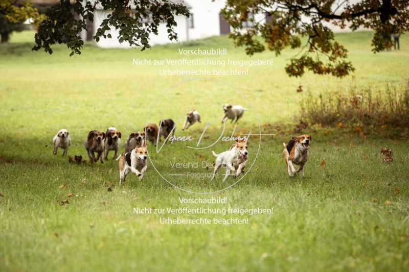 Schleppjagd_Herrenchiemsee-100 Schleppjagd_Herrenchiemsee-100