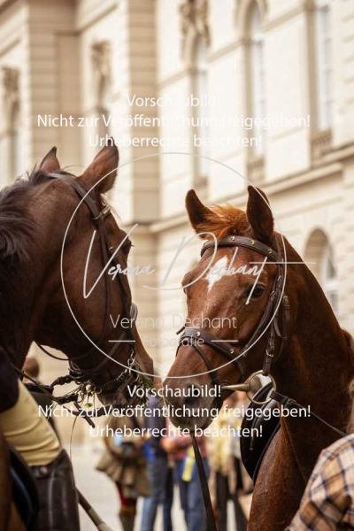 Schleppjagd_Herrenchiemsee-1002 Schleppjagd_Herrenchiemsee-1002