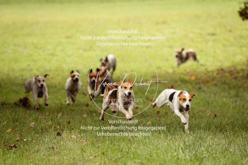 Schleppjagd_Herrenchiemsee-101 Schleppjagd_Herrenchiemsee-101