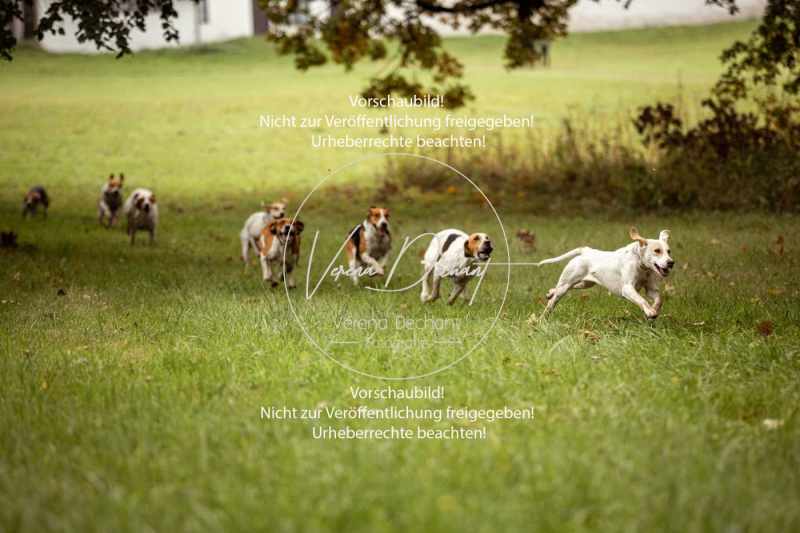 Schleppjagd_Herrenchiemsee-103 Schleppjagd_Herrenchiemsee-103