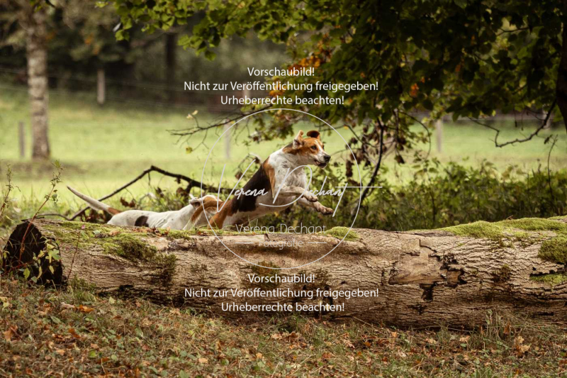 Schleppjagd_Herrenchiemsee-105 Schleppjagd_Herrenchiemsee-105