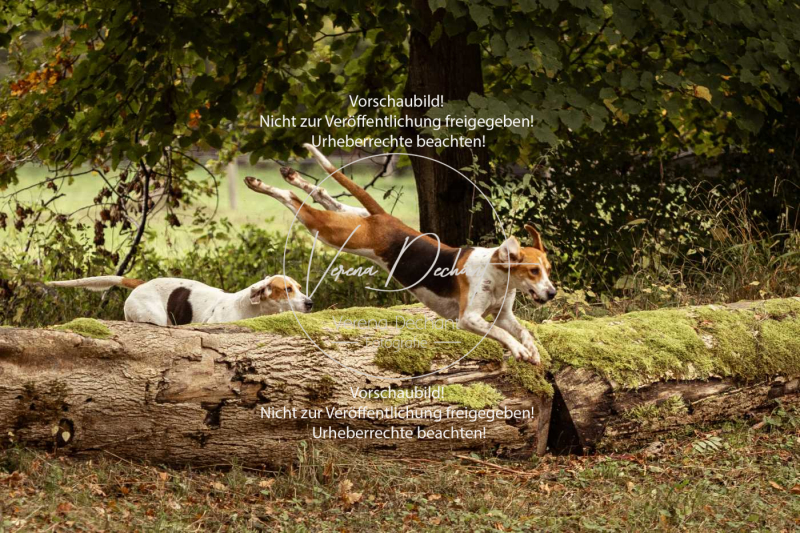 Schleppjagd_Herrenchiemsee-106 Schleppjagd_Herrenchiemsee-106