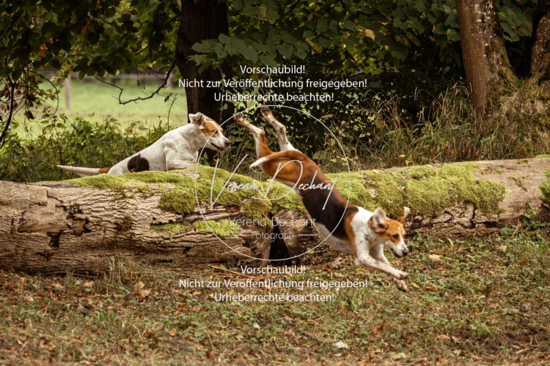 Schleppjagd_Herrenchiemsee-107 Schleppjagd_Herrenchiemsee-107