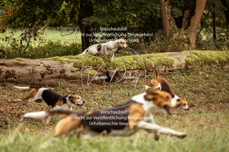 Schleppjagd_Herrenchiemsee-108 Schleppjagd_Herrenchiemsee-108