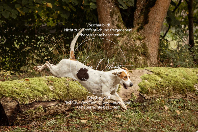 Schleppjagd_Herrenchiemsee-109 Schleppjagd_Herrenchiemsee-109