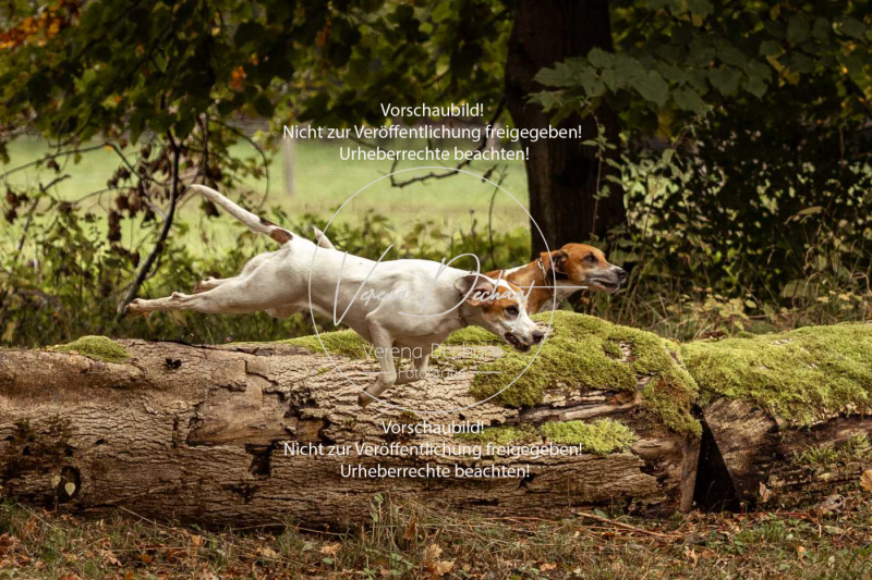 Schleppjagd_Herrenchiemsee-110 Schleppjagd_Herrenchiemsee-110