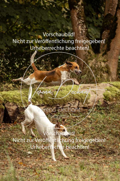 Schleppjagd_Herrenchiemsee-111 Schleppjagd_Herrenchiemsee-111