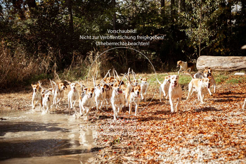 Schleppjagd_Herrenchiemsee-162 Schleppjagd_Herrenchiemsee-162