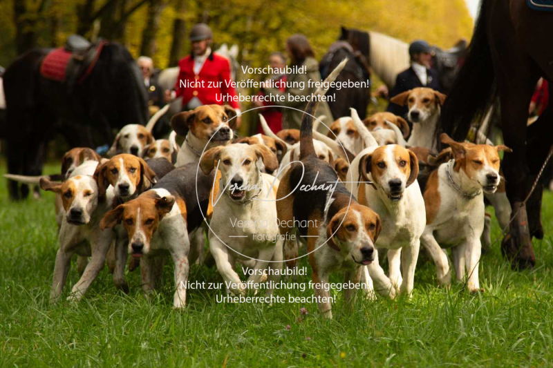 Schleppjagd_Herrenchiemsee-169-2 Schleppjagd_Herrenchiemsee-169-2