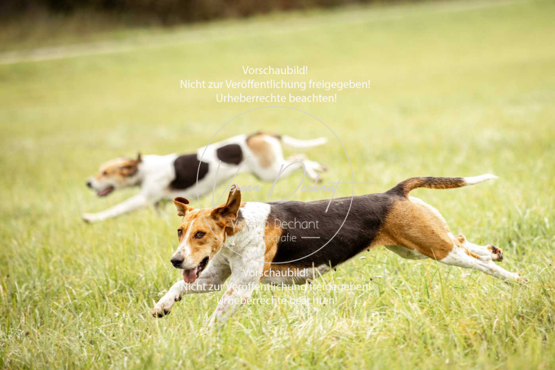 Schleppjagd_Herrenchiemsee-234 Schleppjagd_Herrenchiemsee-234