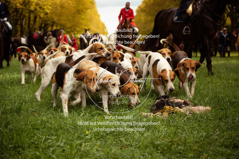 Schleppjagd_Herrenchiemsee-248-2 Schleppjagd_Herrenchiemsee-248-2