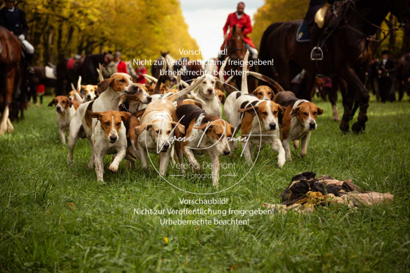 Schleppjagd_Herrenchiemsee-250 Schleppjagd_Herrenchiemsee-250