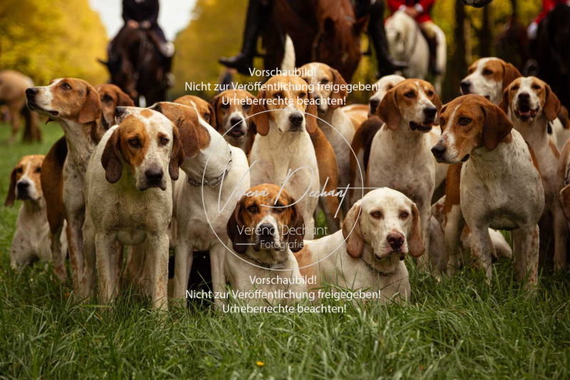 Schleppjagd_Herrenchiemsee-264 Schleppjagd_Herrenchiemsee-264