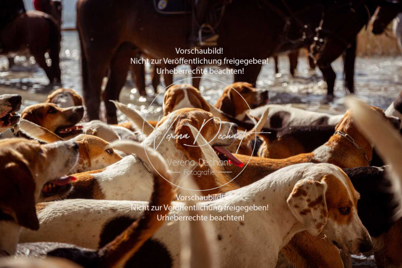 Schleppjagd_Herrenchiemsee-279 Schleppjagd_Herrenchiemsee-279