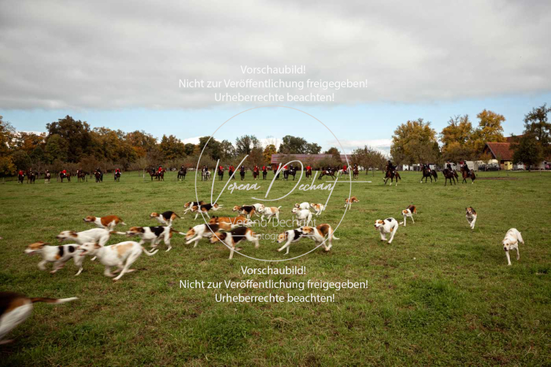 Schleppjagd_Herrenchiemsee-302-2 Schleppjagd_Herrenchiemsee-302-2