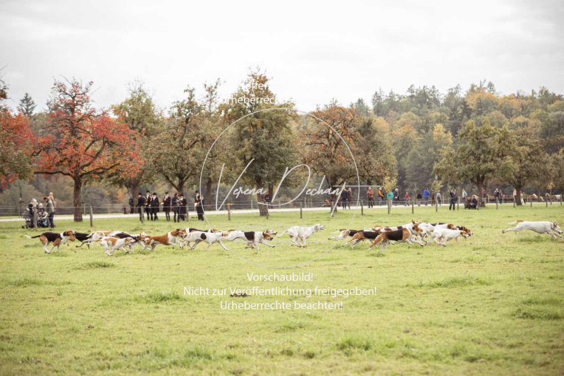 Schleppjagd_Herrenchiemsee-341 Schleppjagd_Herrenchiemsee-341