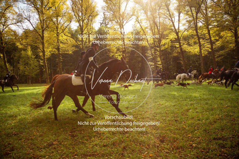 Schleppjagd_Herrenchiemsee-357 Schleppjagd_Herrenchiemsee-357