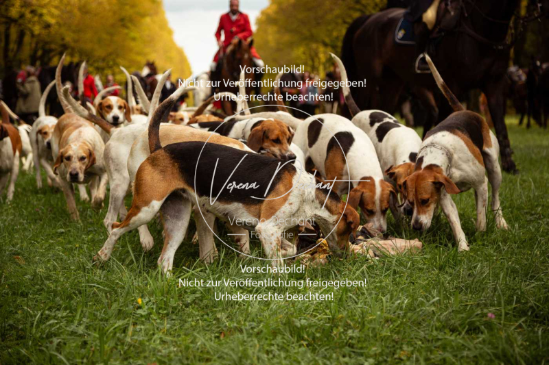 Schleppjagd_Herrenchiemsee-374 Schleppjagd_Herrenchiemsee-374