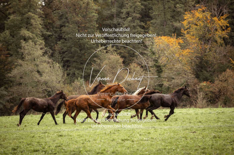 Schleppjagd_Herrenchiemsee-464 Schleppjagd_Herrenchiemsee-464