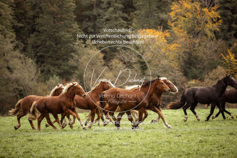 Schleppjagd_Herrenchiemsee-467 Schleppjagd_Herrenchiemsee-467