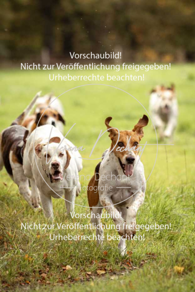 Schleppjagd_Herrenchiemsee-477 Schleppjagd_Herrenchiemsee-477