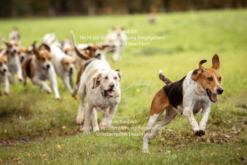 Schleppjagd_Herrenchiemsee-479 Schleppjagd_Herrenchiemsee-479