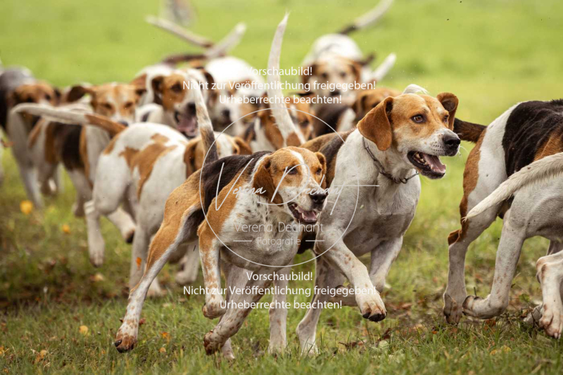 Schleppjagd_Herrenchiemsee-482 Schleppjagd_Herrenchiemsee-482