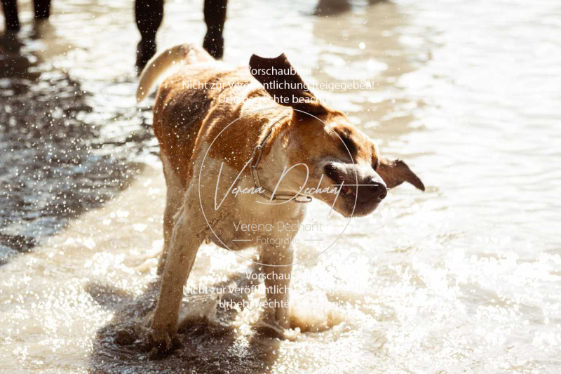 Schleppjagd_Herrenchiemsee-525-2 Schleppjagd_Herrenchiemsee-525-2