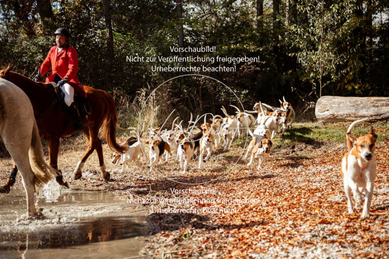 Schleppjagd_Herrenchiemsee-579-2 Schleppjagd_Herrenchiemsee-579-2