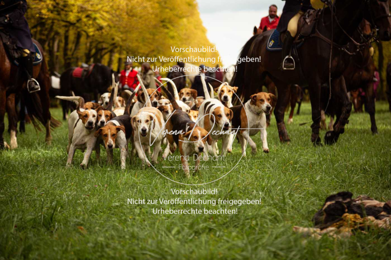 Schleppjagd_Herrenchiemsee-618 Schleppjagd_Herrenchiemsee-618