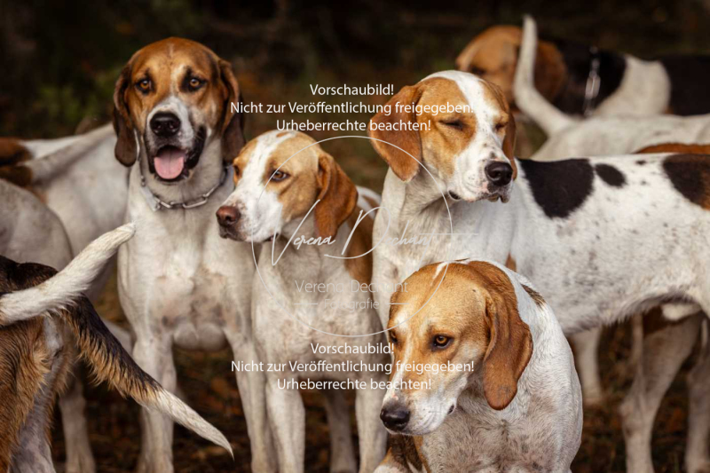 Schleppjagd_Herrenchiemsee-649 Schleppjagd_Herrenchiemsee-649