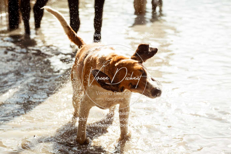 Schleppjagd_Herrenchiemsee-658 Schleppjagd_Herrenchiemsee-658