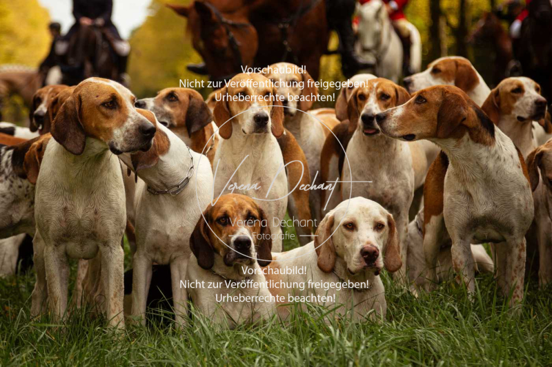 Schleppjagd_Herrenchiemsee-744 Schleppjagd_Herrenchiemsee-744