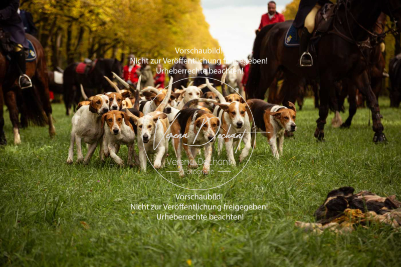 Schleppjagd_Herrenchiemsee-751 Schleppjagd_Herrenchiemsee-751