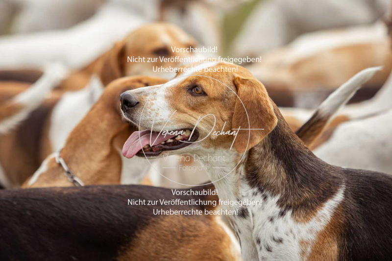 Schleppjagd_Laichingen-026