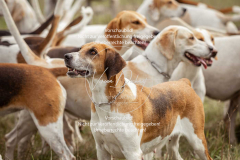 Schleppjagd_Laichingen-027