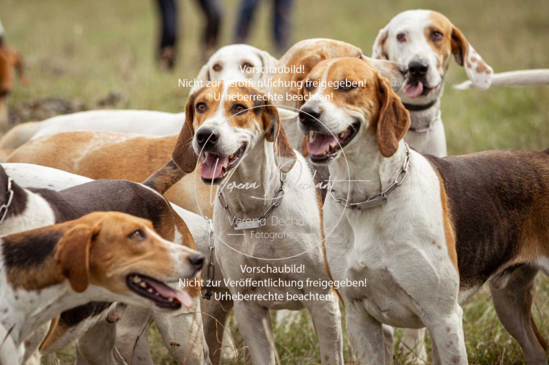 Schleppjagd_Laichingen-028